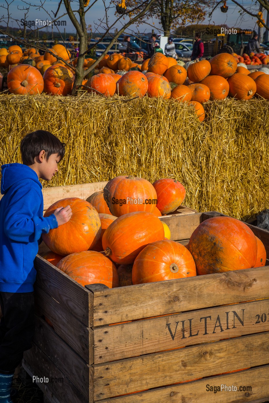 CITROUILLE JACK O'LANTERN, HALLOWEEN 