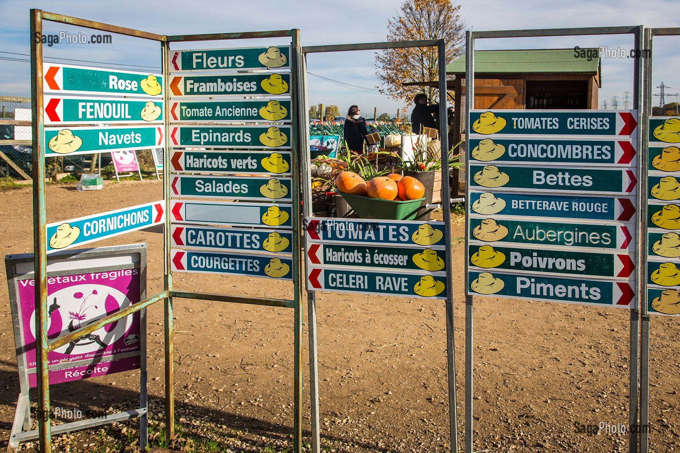 CITROUILLE JACK O'LANTERN, HALLOWEEN 