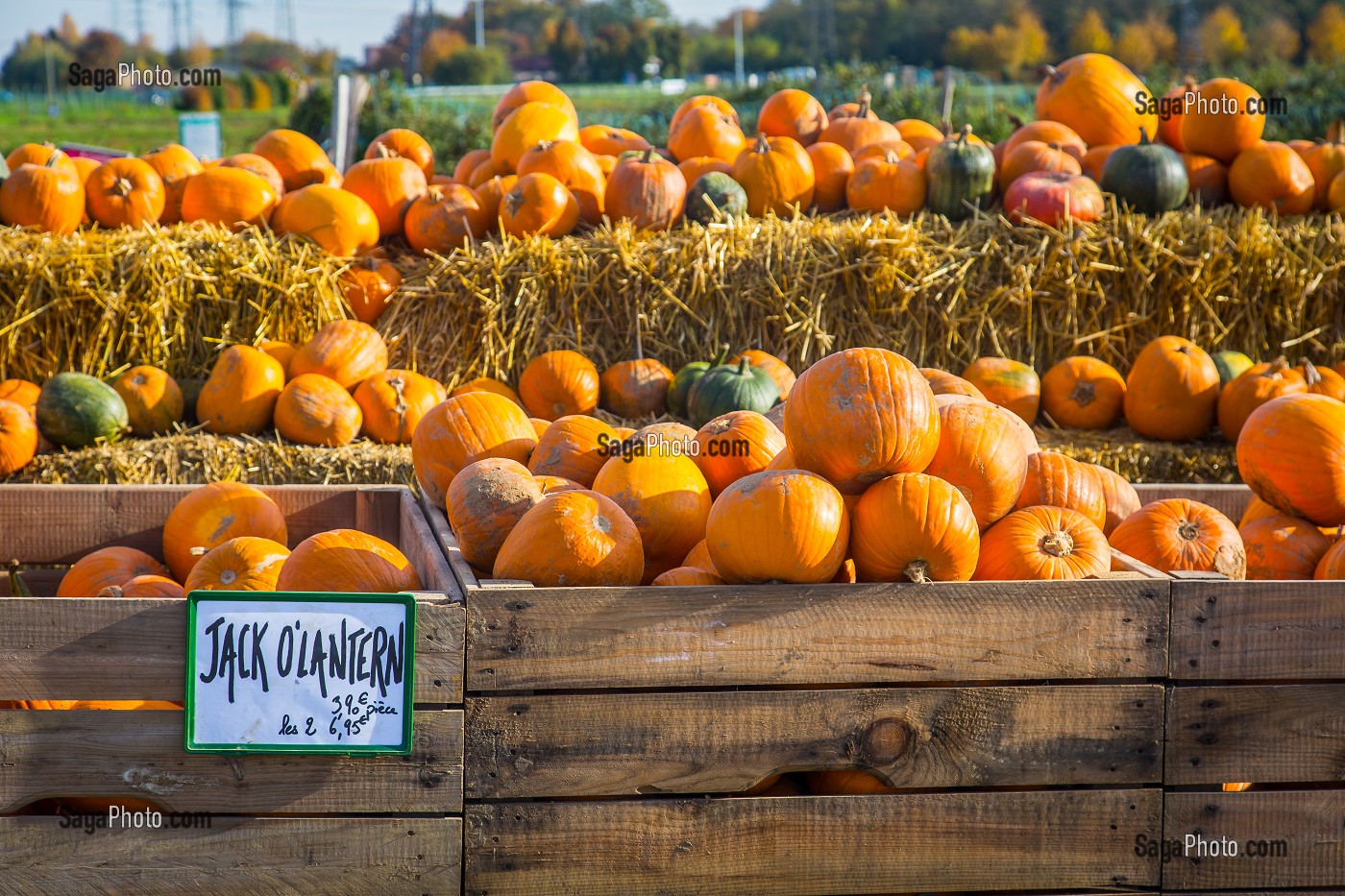 CITROUILLE JACK O'LANTERN, HALLOWEEN 