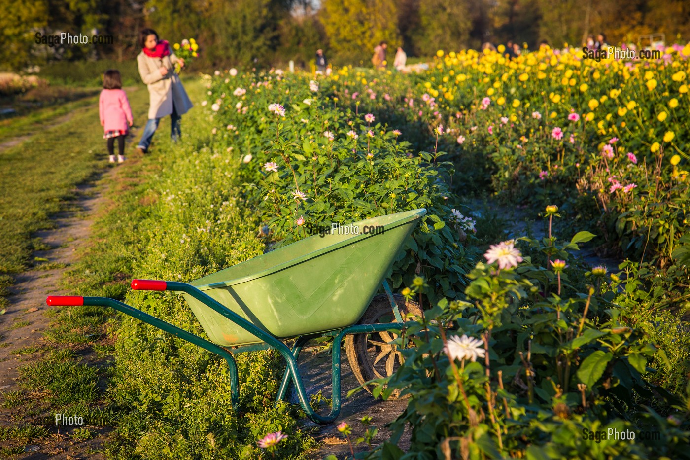 CUEILLETTE DE FRUITS ET LEGUMES 