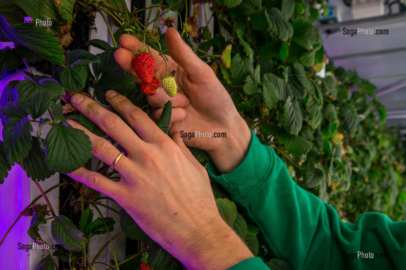AGRICOOL, PRODUCTION URBAINE DE FRAISE 