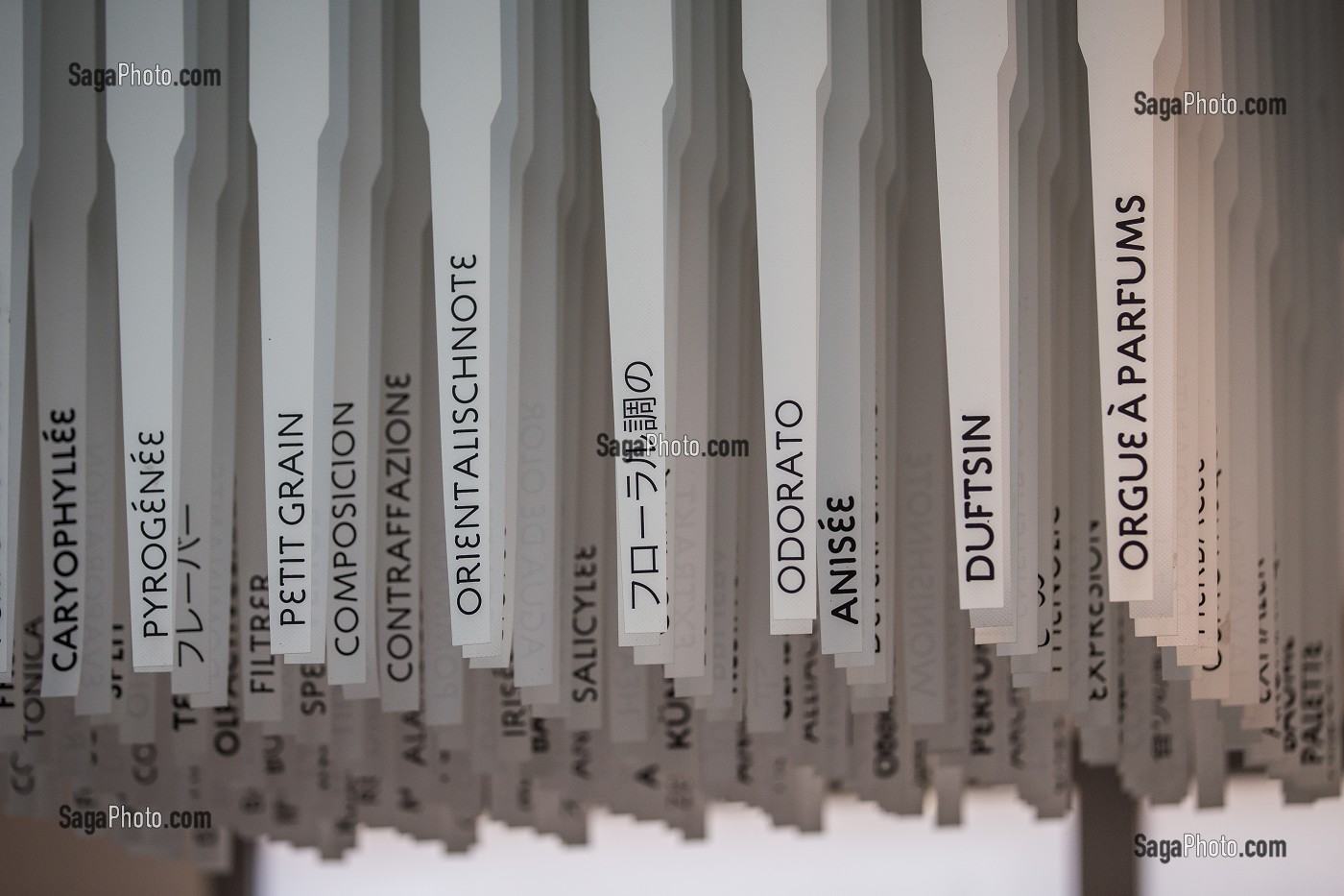 LA ROUTE DU PARFUM, (06) ALPES MARITIMES, PROVENCE ALPES COTE D'AZUR, FRANCE 