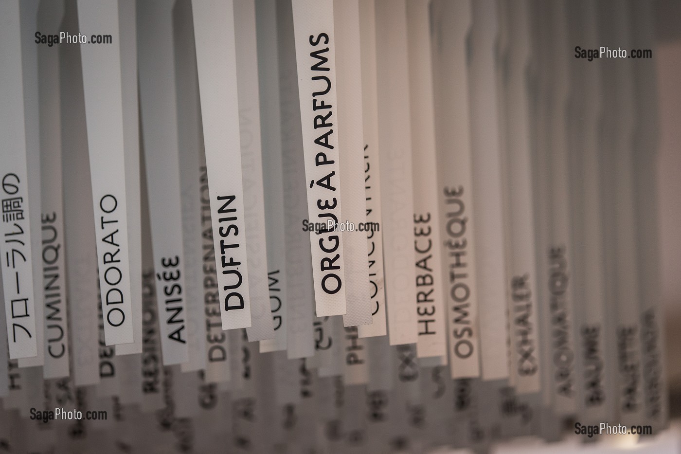 LA ROUTE DU PARFUM, (06) ALPES MARITIMES, PROVENCE ALPES COTE D'AZUR, FRANCE 