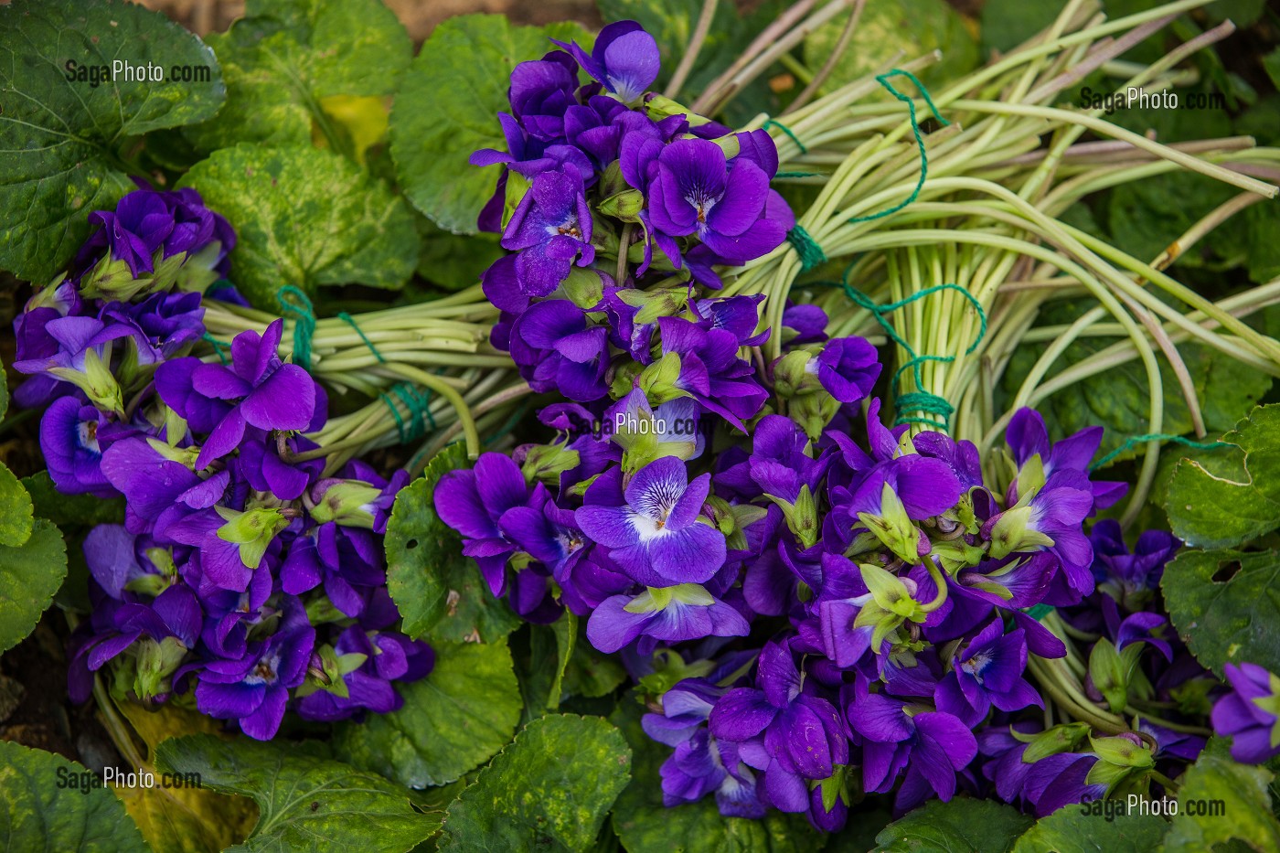 LA ROUTE DU PARFUM, (06) ALPES MARITIMES, PROVENCE ALPES COTE D'AZUR, FRANCE 