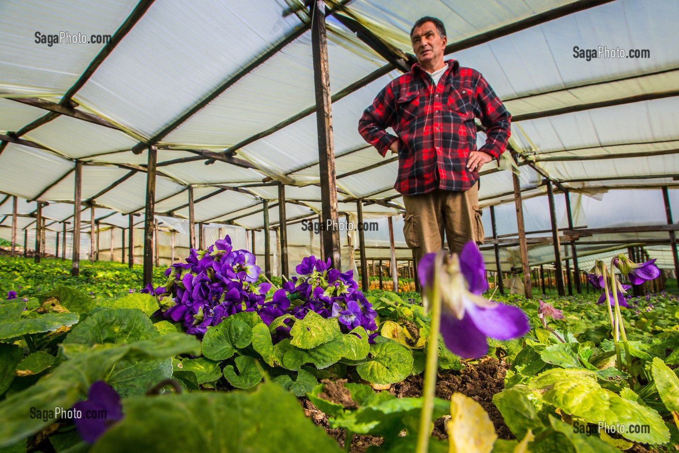 LA ROUTE DU PARFUM, (06) ALPES MARITIMES, PROVENCE ALPES COTE D'AZUR, FRANCE 