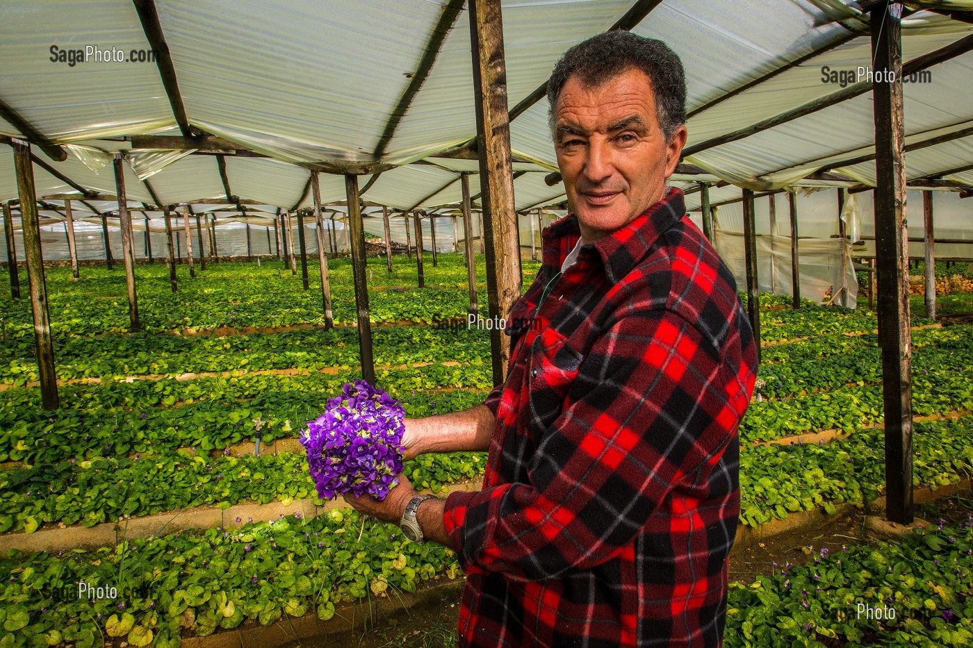 LA ROUTE DU PARFUM, (06) ALPES MARITIMES, PROVENCE ALPES COTE D'AZUR, FRANCE 