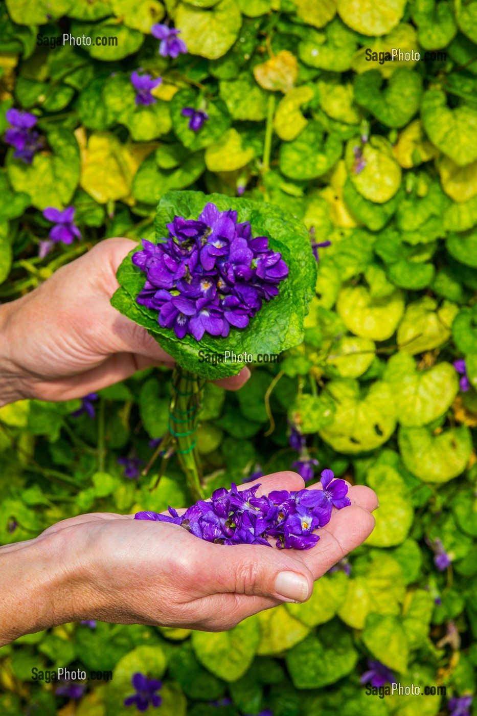 LA ROUTE DU PARFUM, (06) ALPES MARITIMES, PROVENCE ALPES COTE D'AZUR, FRANCE 