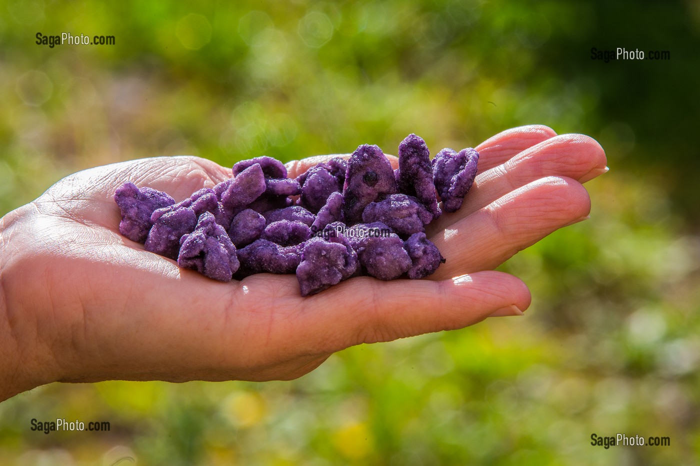 LA ROUTE DU PARFUM, (06) ALPES MARITIMES, PROVENCE ALPES COTE D'AZUR, FRANCE 