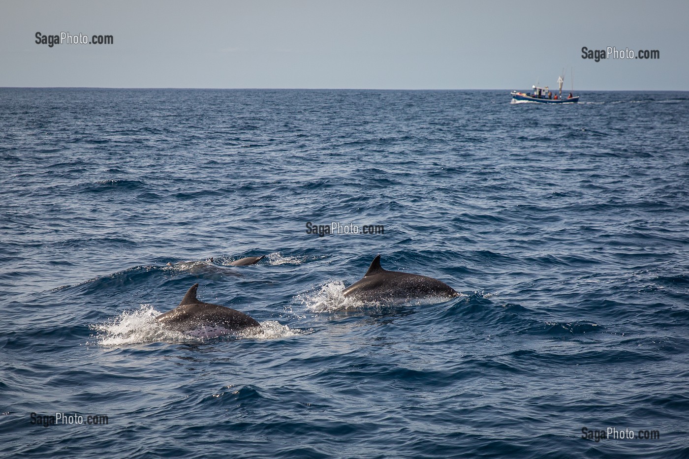 ILE DE TENERIFE, ILES CANARIES, ESPAGNE 