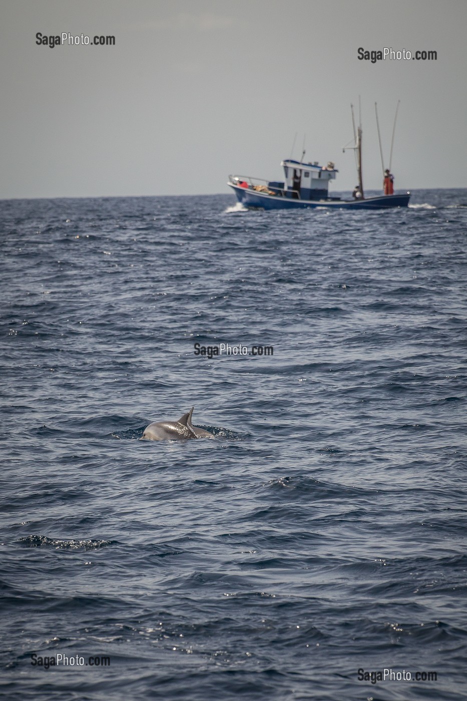ILE DE TENERIFE, ILES CANARIES, ESPAGNE 