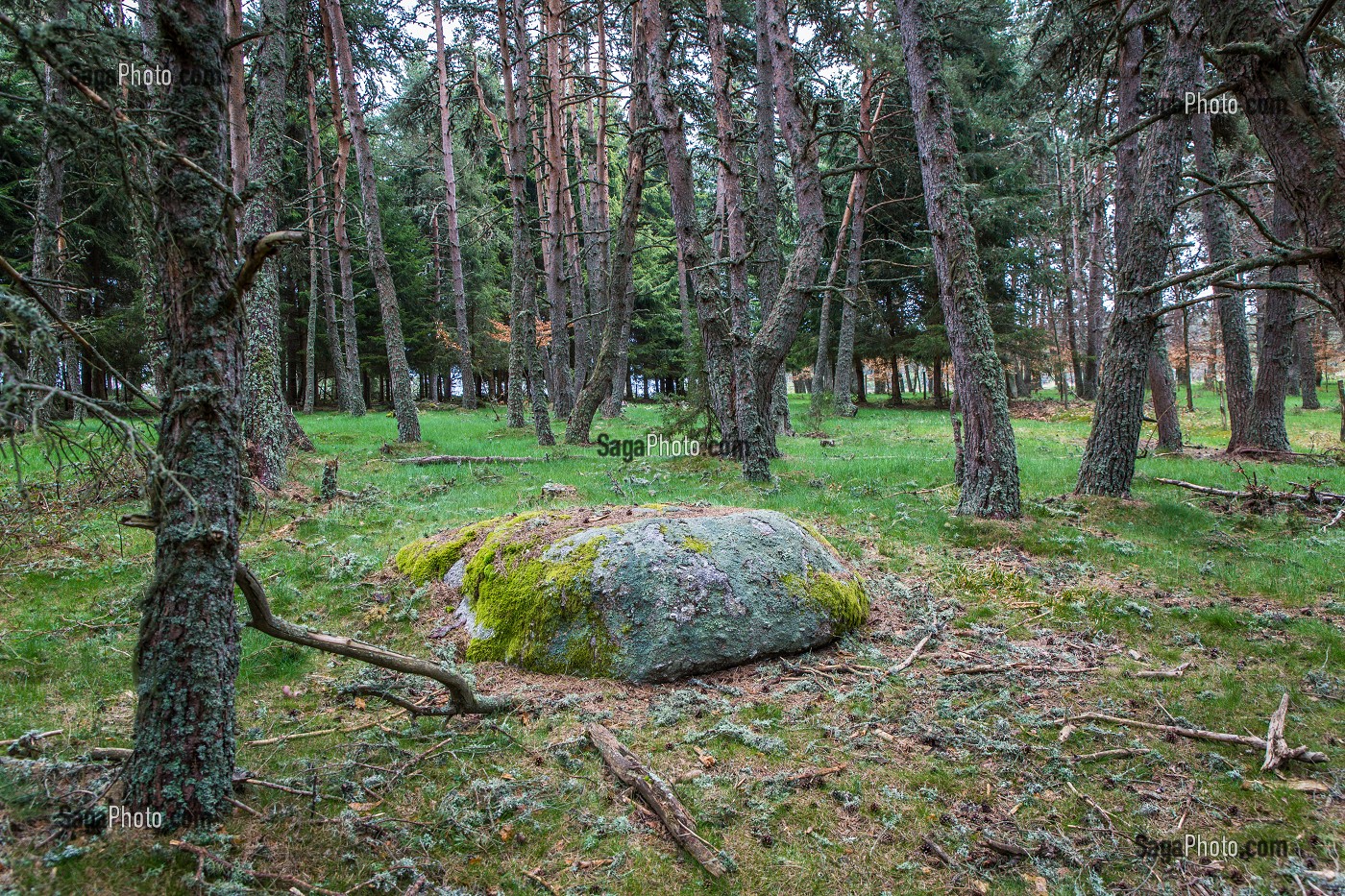 LA BETE DU GEVAUDAN, (43), HAUTE LOIRE, REGION AUVERGNE RHONE ALPES, FRANCE 