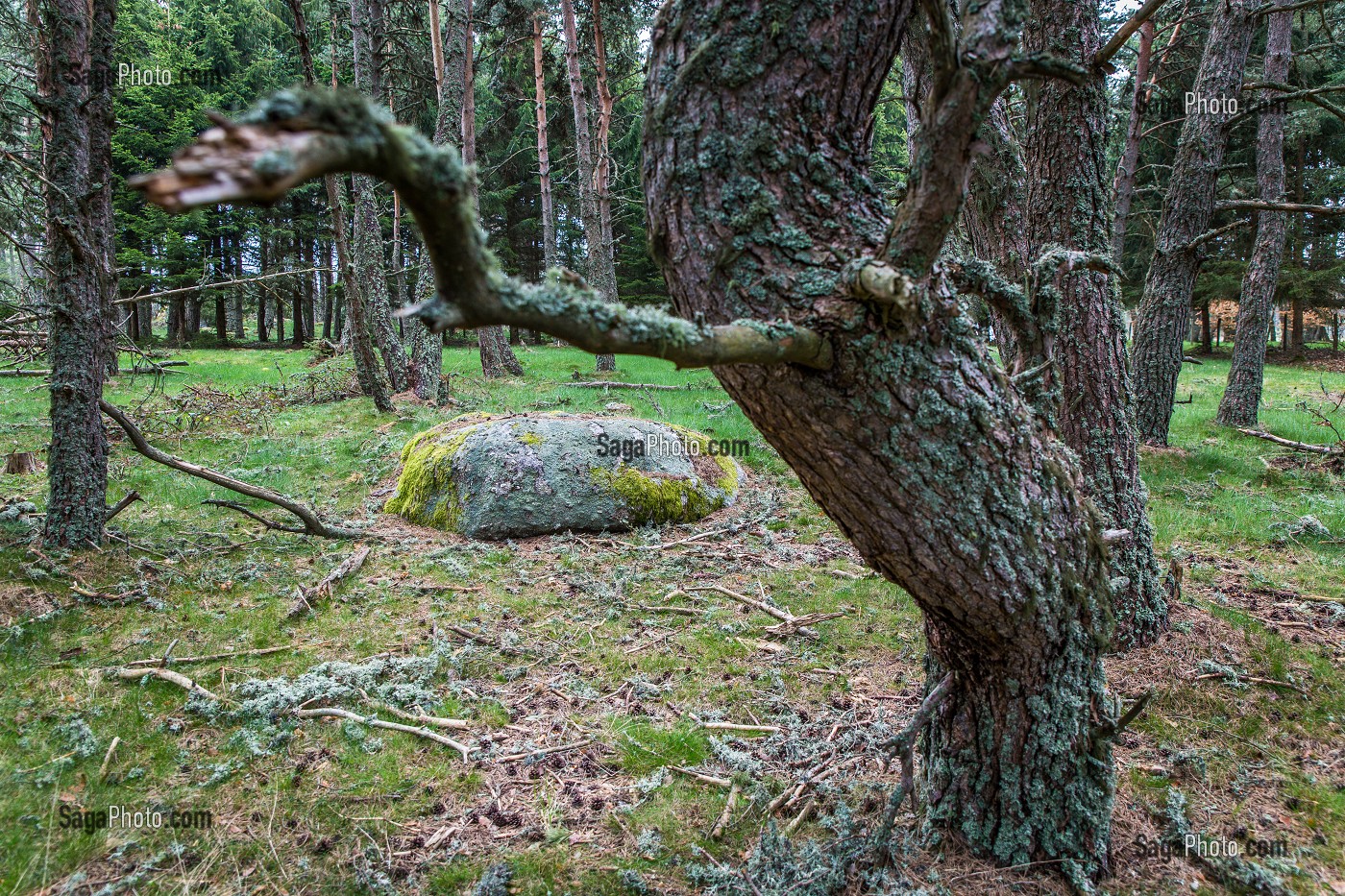 LA BETE DU GEVAUDAN, (43), HAUTE LOIRE, REGION AUVERGNE RHONE ALPES, FRANCE 