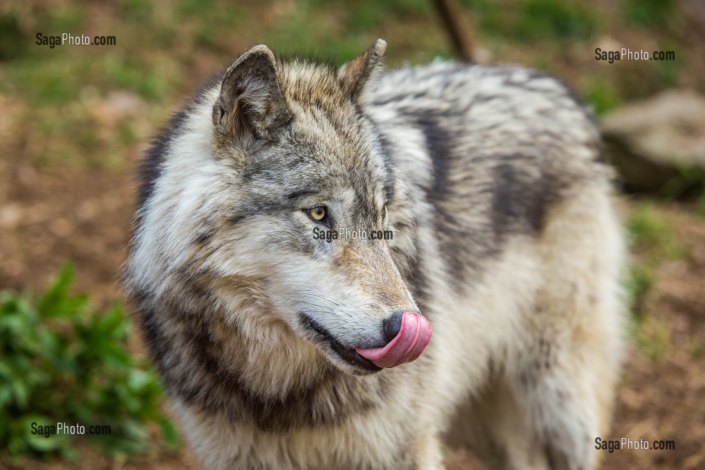 LA BETE DU GEVAUDAN, (48), LOZERE, REGION OCCITANIE, FRANCE 