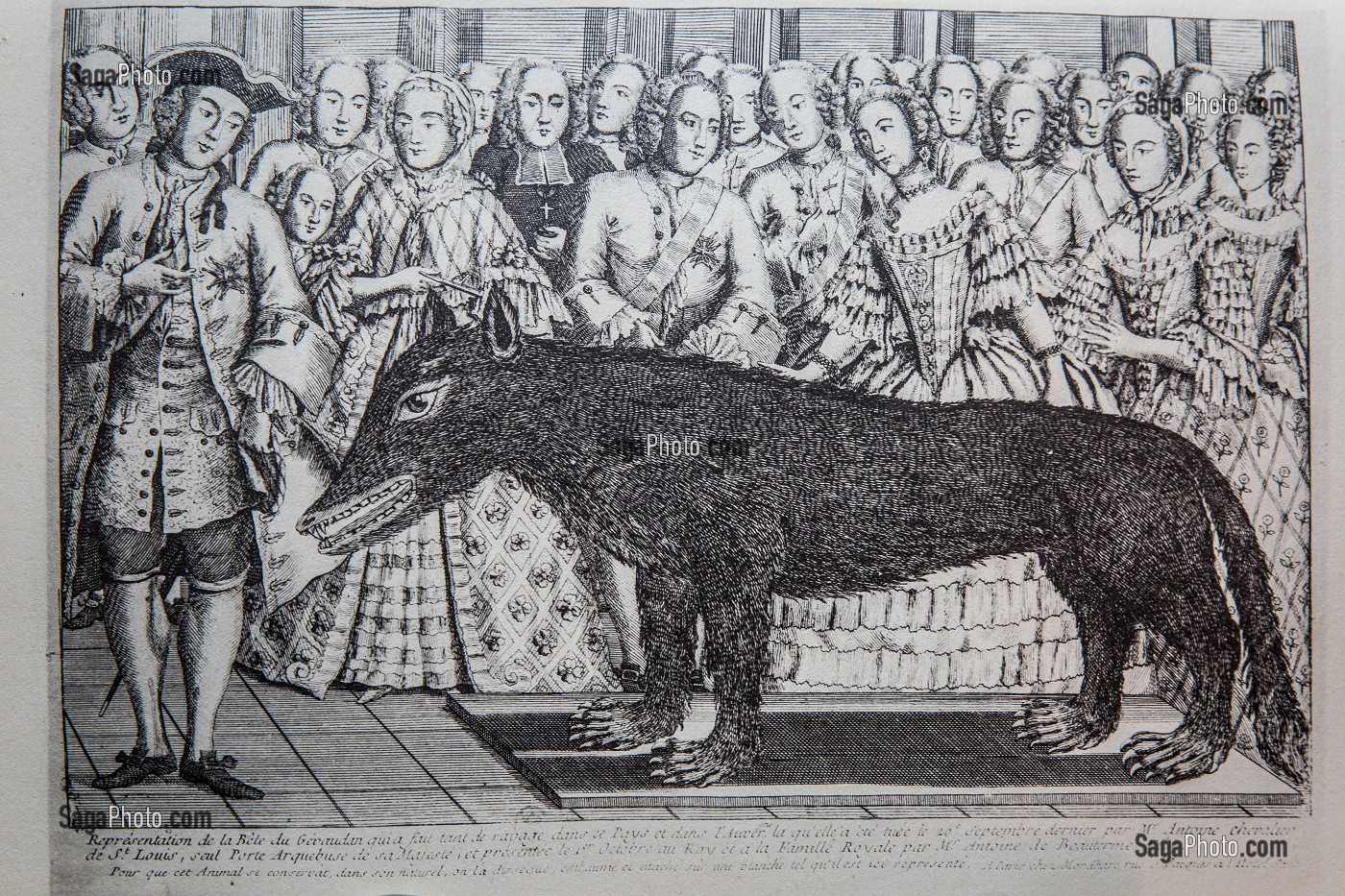 GRAVURE BETE DU GEVAUDAN 