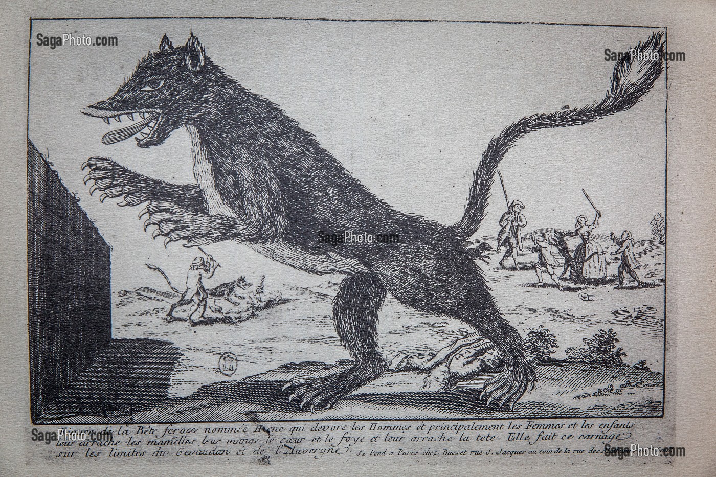 LA BETE DU GEVAUDAN, (43), HAUTE LOIRE, REGION AUVERGNE RHONE ALPES, FRANCE 