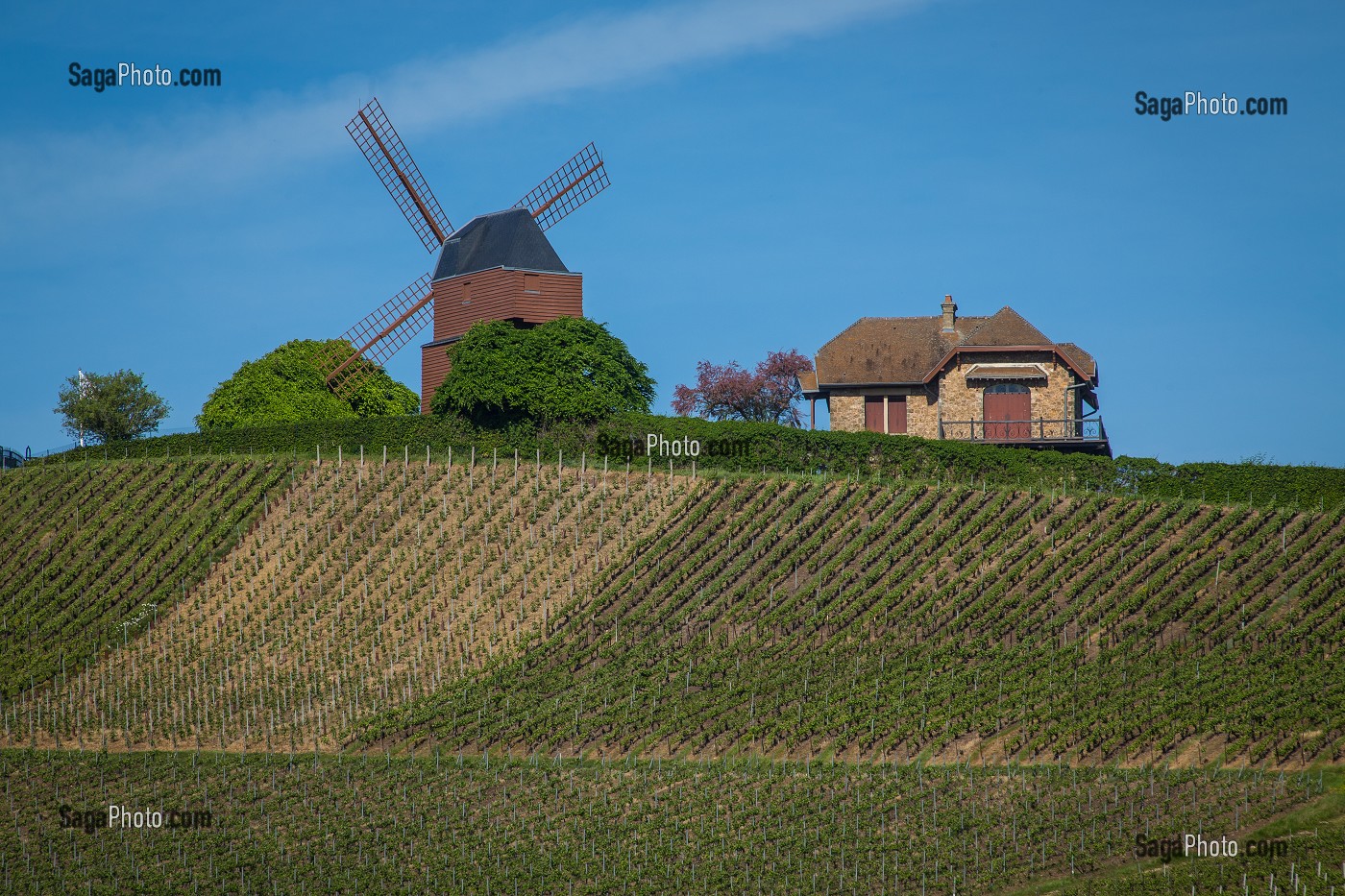 LE CHAMPAGNE, (51) MARNE, REGION GRAND EST, FRANCE 