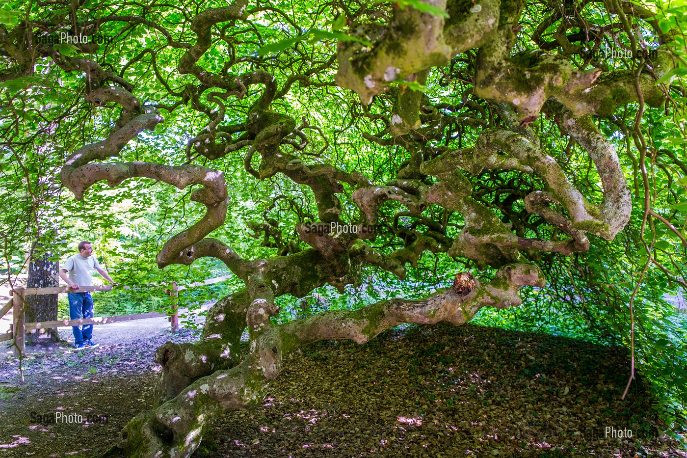 LE CHAMPAGNE, (51) MARNE, REGION GRAND EST, FRANCE 