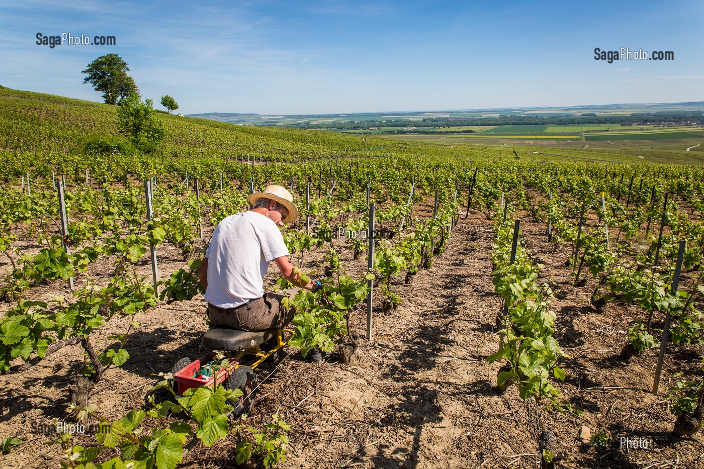 LE CHAMPAGNE, (51) MARNE, REGION GRAND EST, FRANCE 