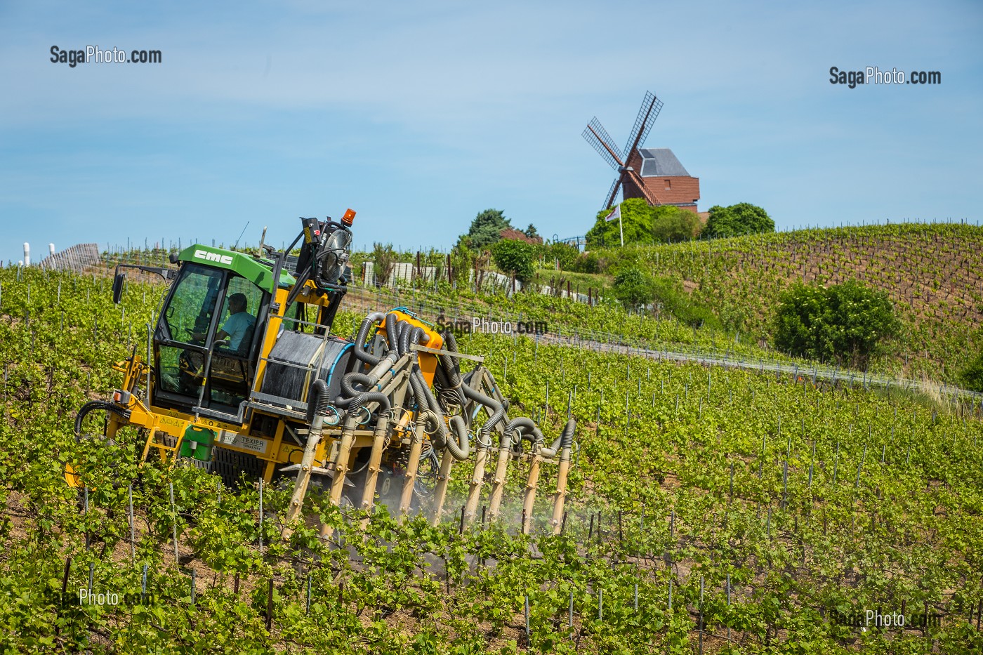 LE CHAMPAGNE, (51) MARNE, REGION GRAND EST, FRANCE 