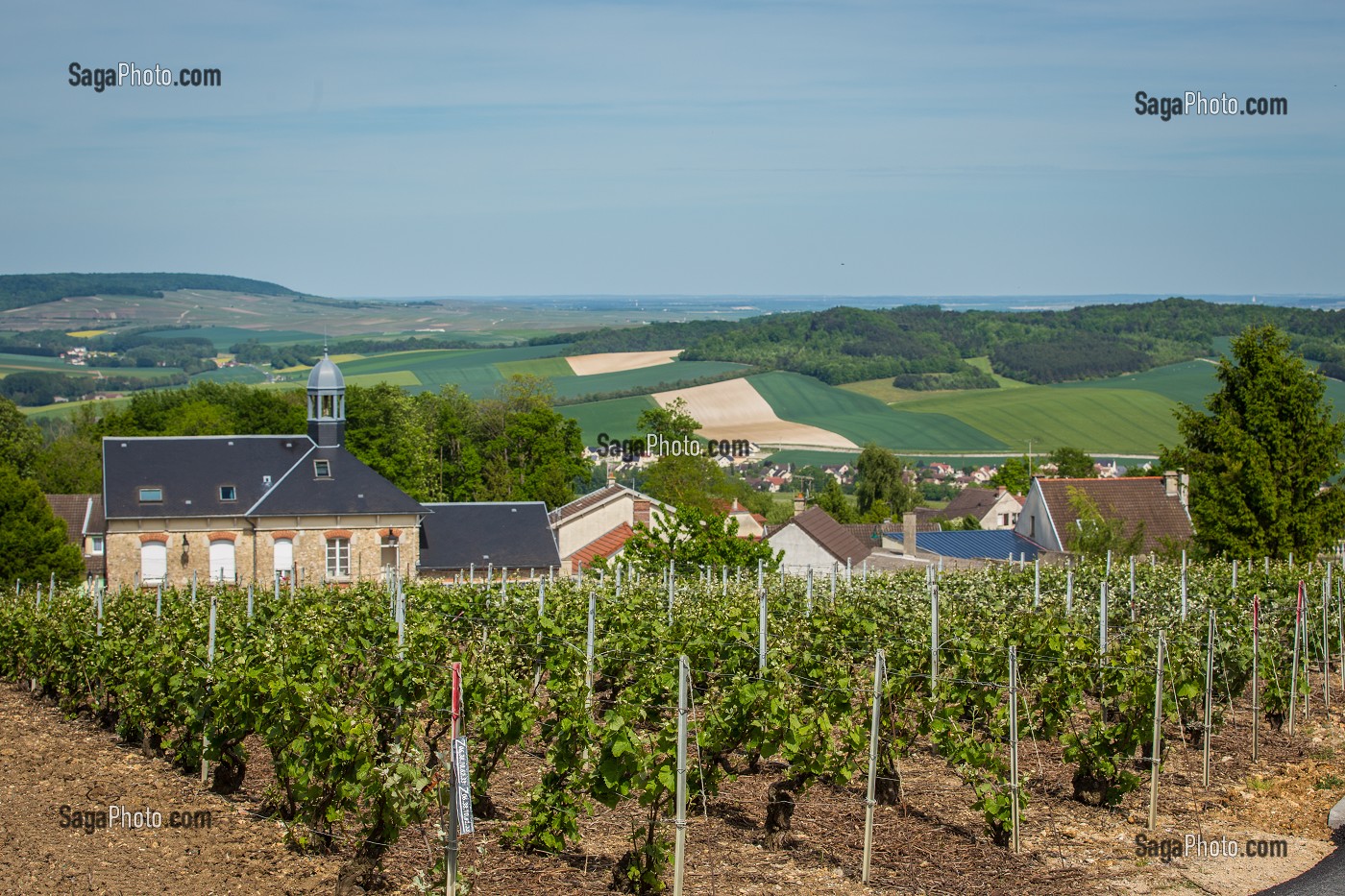 LE CHAMPAGNE, (51) MARNE, REGION GRAND EST, FRANCE 