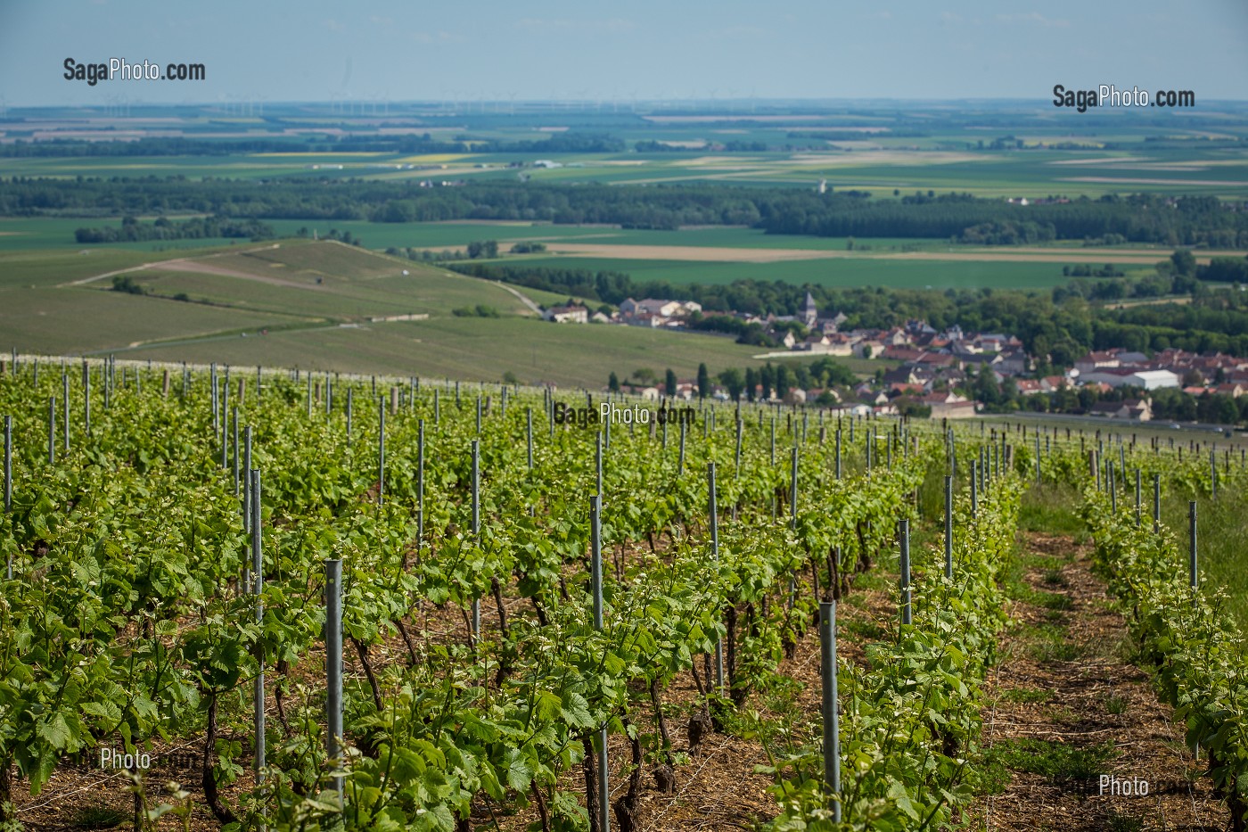 LE CHAMPAGNE, (51) MARNE, REGION GRAND EST, FRANCE 