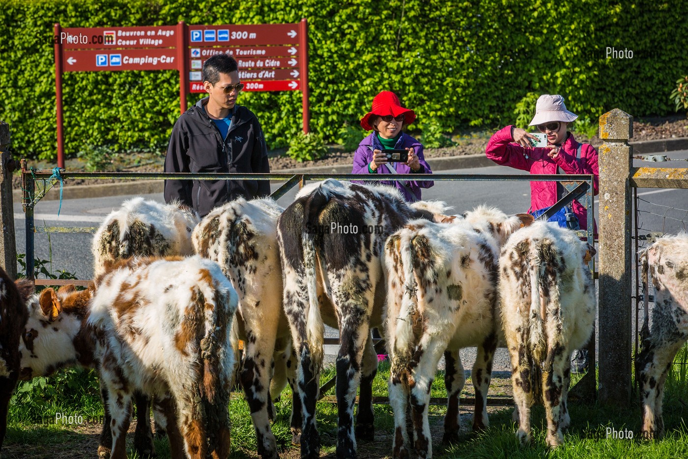 ILLUSTRATION NORMANDIE, BEUVRON EN AUGE, (14) CALVADOS, NORMANDIE, FRANCE