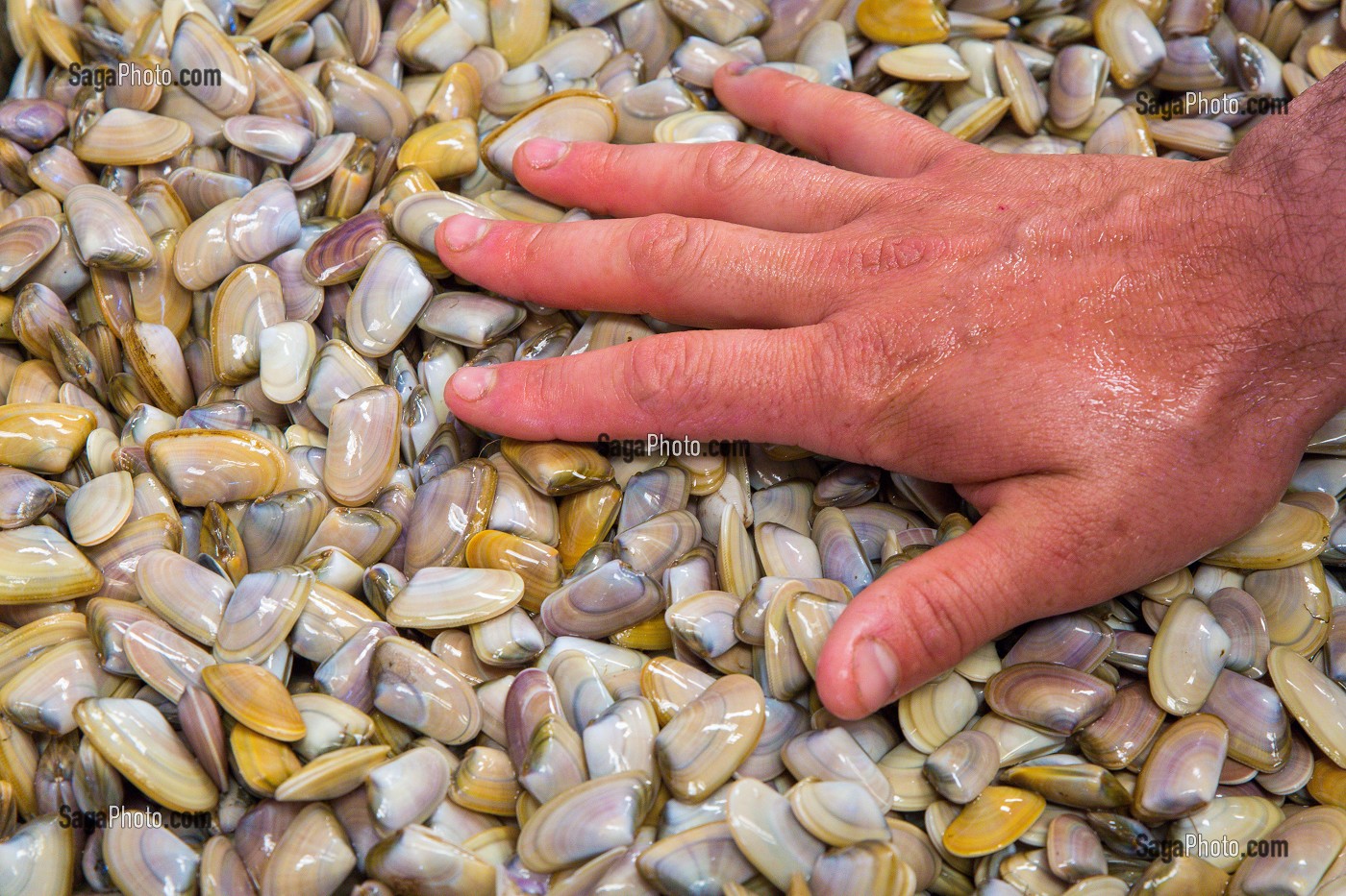 DECOUVERTE DE GRUISSAN, FRANCE 