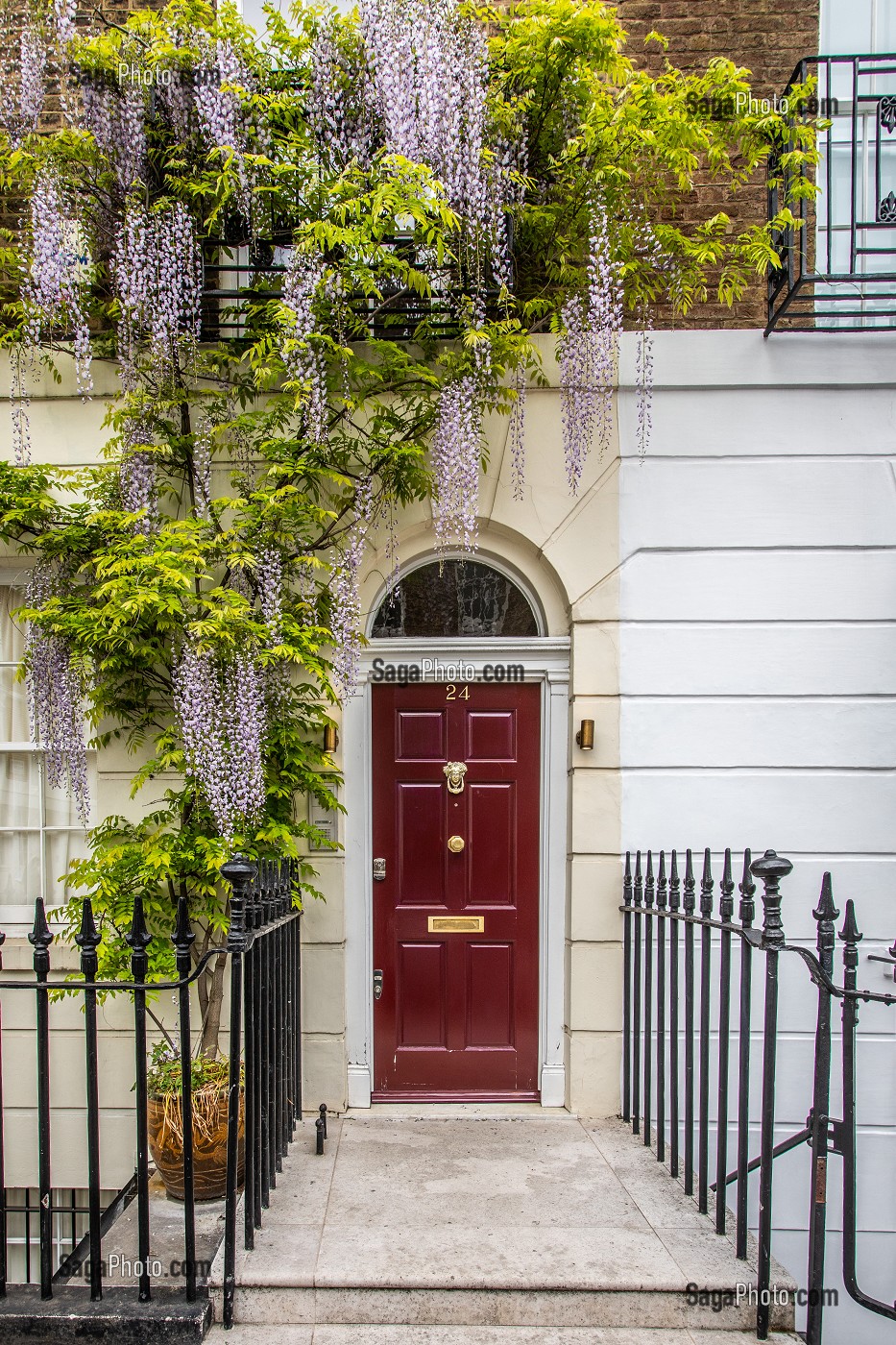 PORTE GLYCINE, AUTOUR DE MONTPELIER SQUARE, LONDRES, ANGLETERRE 