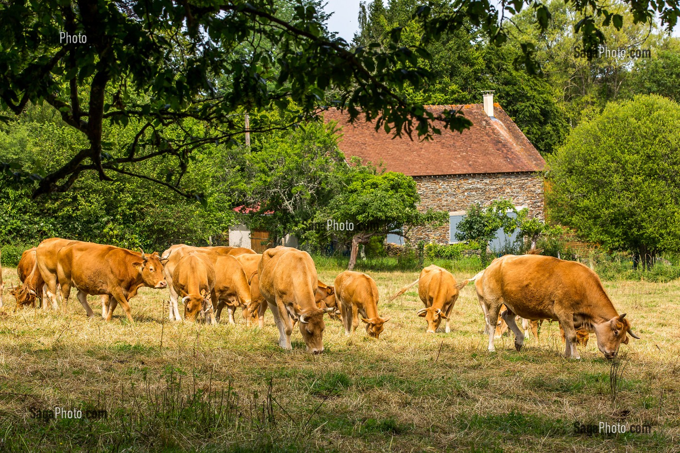 VACHES LIMOUSINE, FRESSELINES, (23) CREUSE, NOUVELLE AQUITAINE, FRANCE 