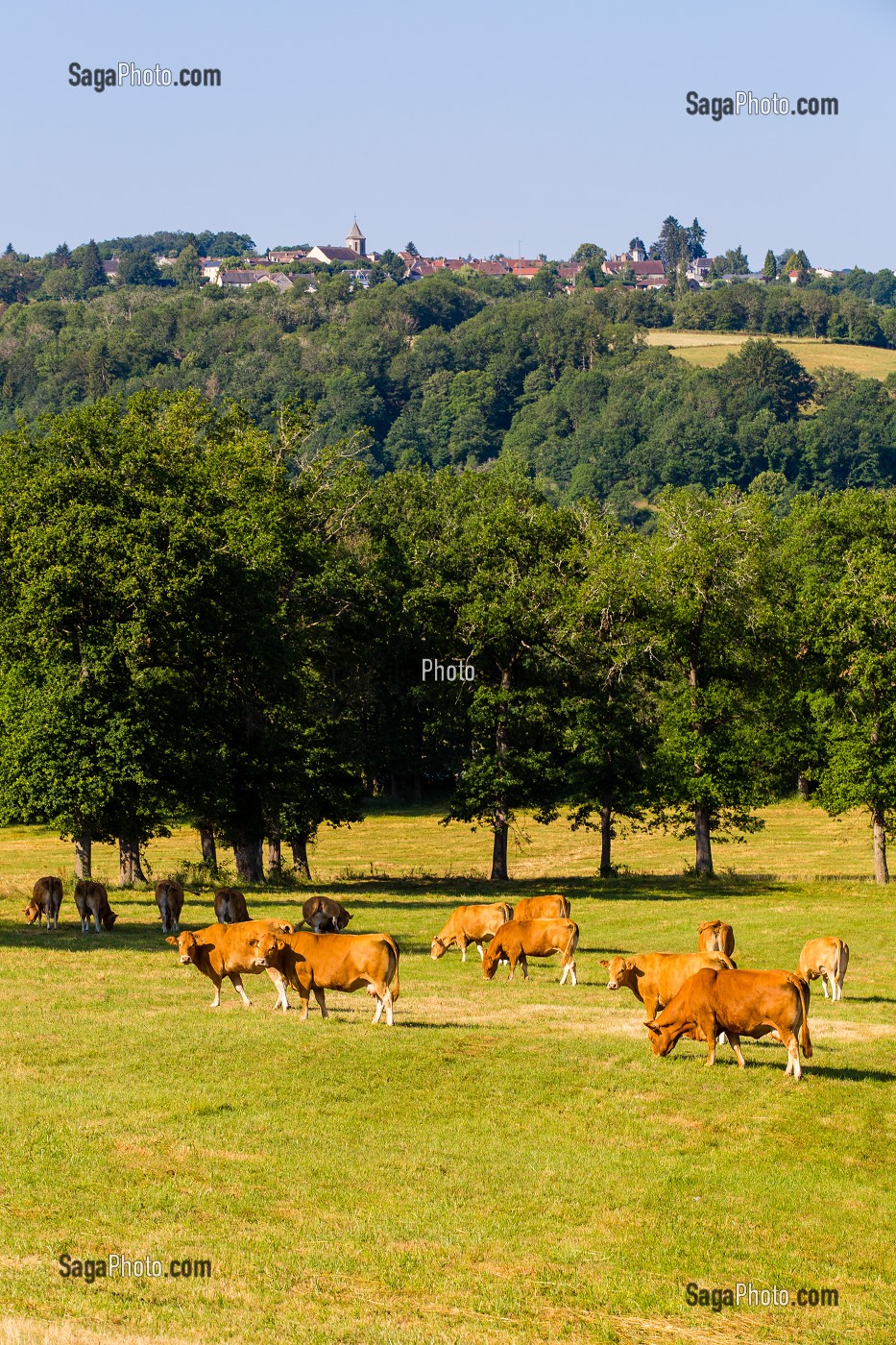 VACHES LIMOUSINE, MOUTIER-D’AHUN, (23) CREUSE, NOUVELLE AQUITAINE, FRANCE 