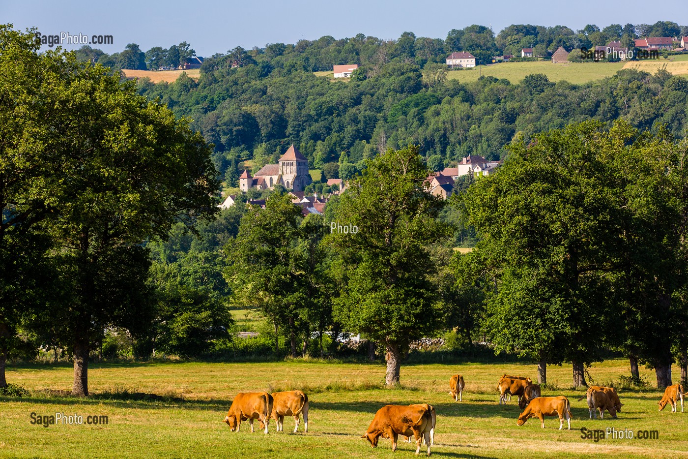 VACHES LIMOUSINE, MOUTIER-D'AHUN, (23) CREUSE, NOUVELLE AQUITAINE, FRANCE 