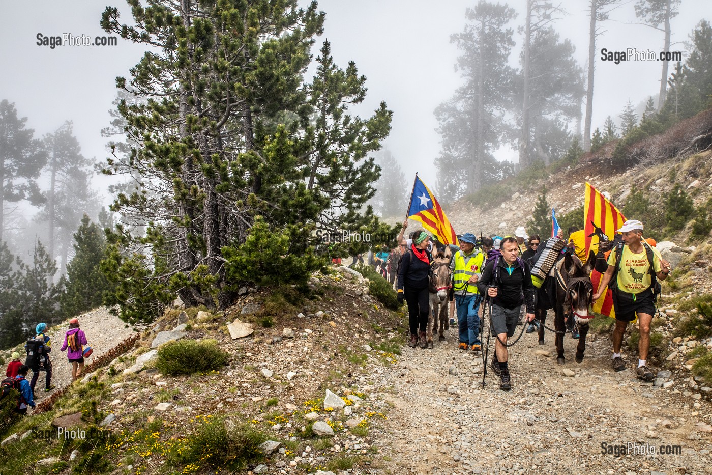 TROUBADE OU TROBADA, TRADITION CATALANE, ASCENSION A PIED DU PIC DU CANIGOU POUR DEPOSER UN FAGOT DE SARMENTS DE VIGNE (66) PYRENEES-ORIENTALES, LANGUEDOC-ROUSSILLON, OCCITANIE 