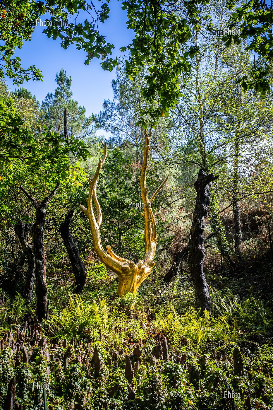 ARBRE D'OR, VAL SANS RETOUR, TREHORENTEUC (35), BRETAGNE, FRANCE 