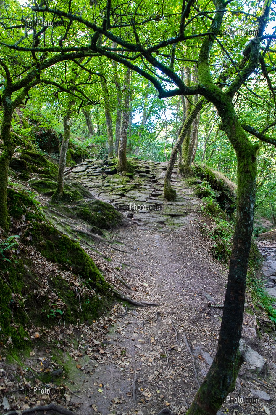 VAL SANS RETOUR, FORET DE BROCELIANDE, LIEU LEGENDAIRE, CONNU COMME LE DOMAINE DE LA FEE MORGANE, PAIMPONT, BRETAGNE, FRANCE 