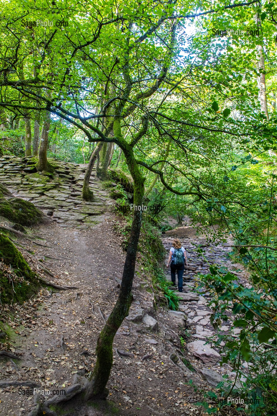 VAL SANS RETOUR, FORET DE BROCELIANDE, LIEU LEGENDAIRE, CONNU COMME LE DOMAINE DE LA FEE MORGANE, PAIMPONT, BRETAGNE, FRANCE 