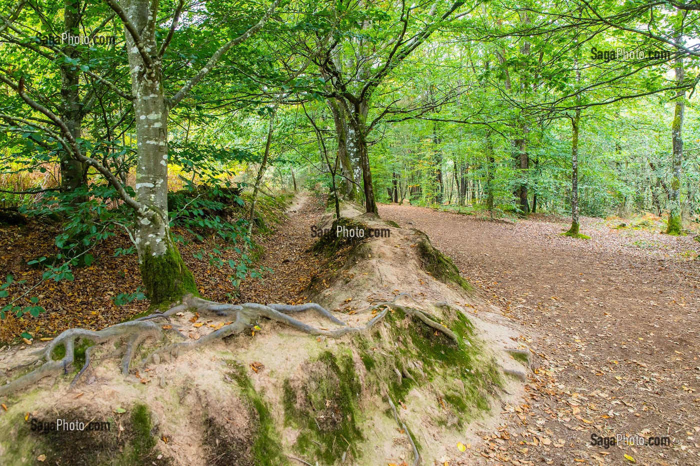 FORET DE BROCELIANDE PRES DE LA FONTAINE DE BARENTON, PAIMPONT (35), BRETAGNE, FRANCE 