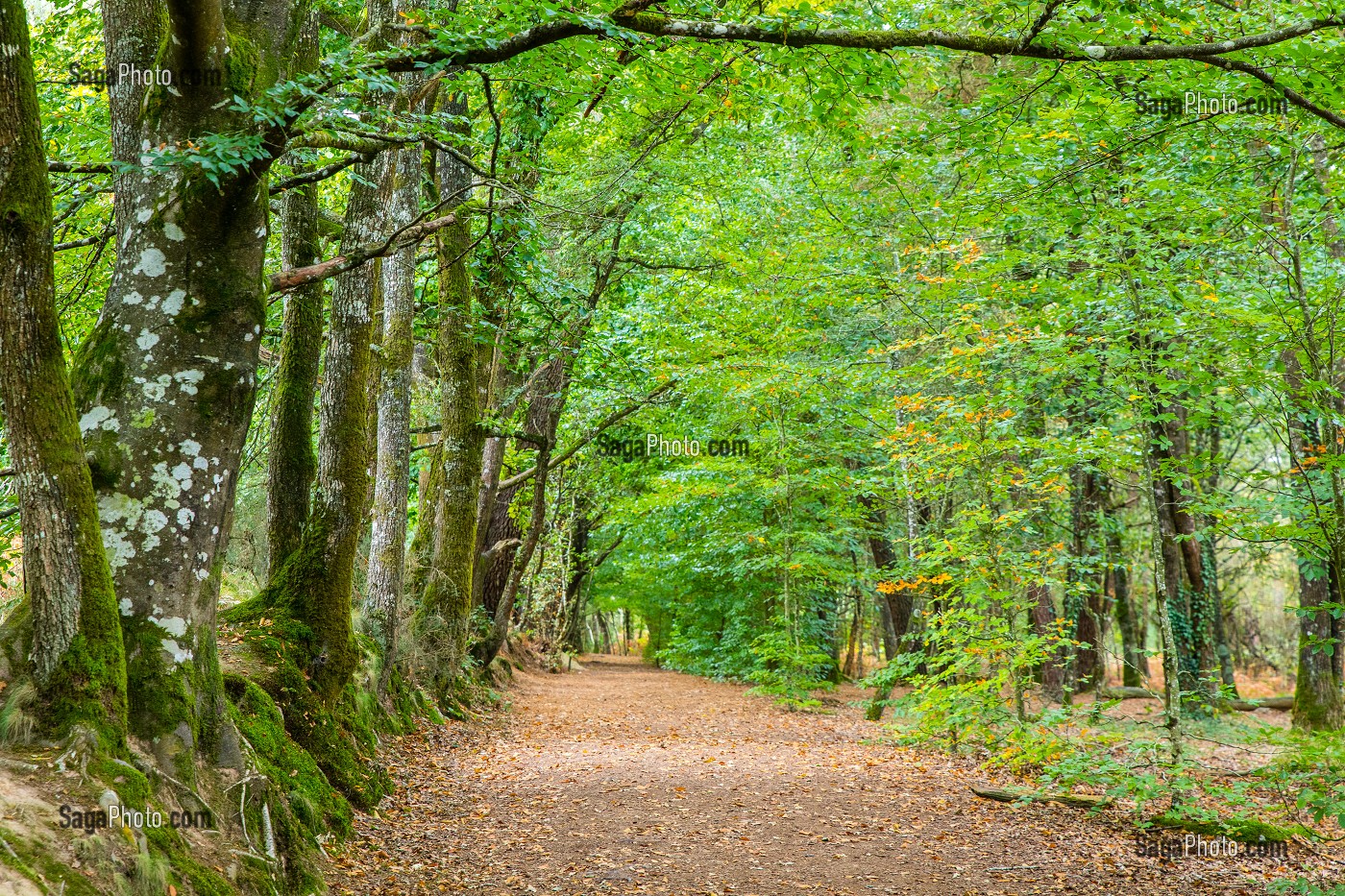 FORET DE BROCELIANDE PRES DE LA FONTAINE DE BARENTON, PAIMPONT (35), BRETAGNE, FRANCE 