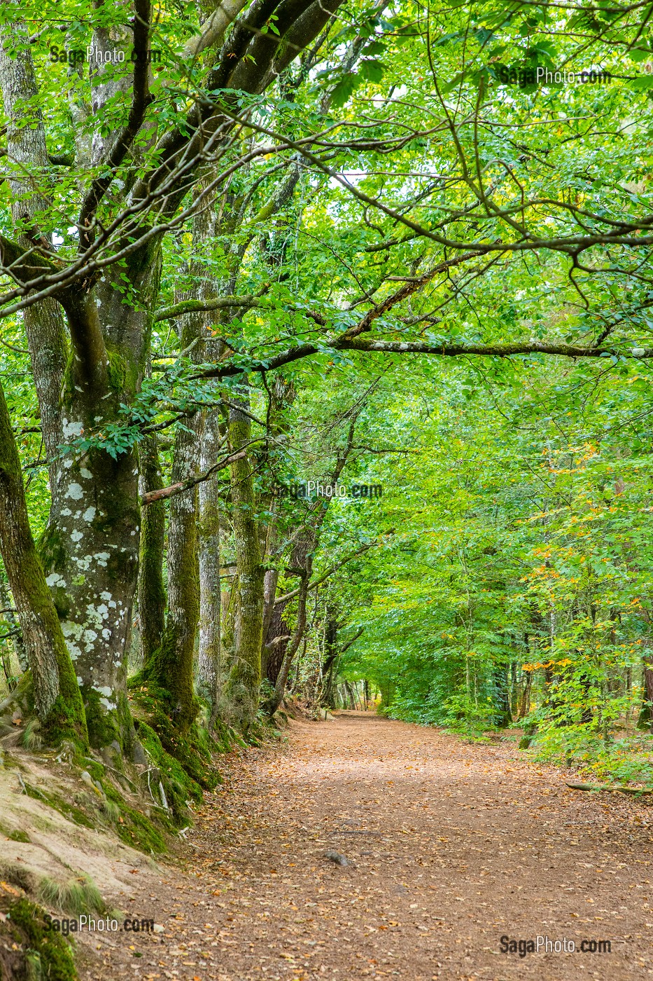 FORET DE BROCELIANDE PRES DE LA FONTAINE DE BARENTON, PAIMPONT (35), BRETAGNE, FRANCE 