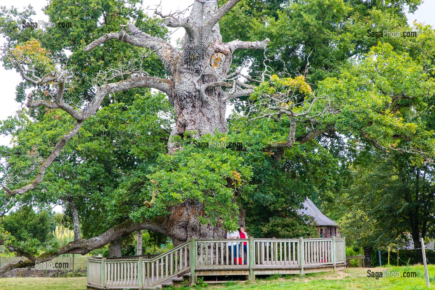 LE CHENE A GUILLOTIN, ARBRE REMARQUABLE PLUSIEURS FOIS CENTENAIRE, PORTE LE NOM DE L'ABBE GUILLOTIN, BRETAGNE, FRANCE 