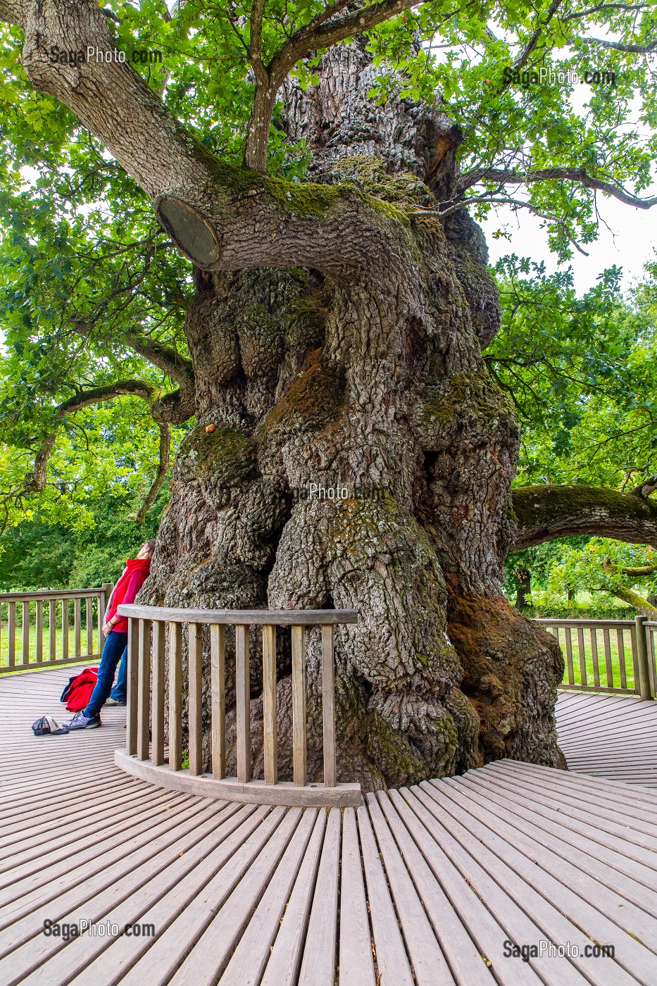 LE CHENE A GUILLOTIN, ARBRE REMARQUABLE PLUSIEURS FOIS CENTENAIRE, PORTE LE NOM DE L'ABBE GUILLOTIN, BRETAGNE, FRANCE 