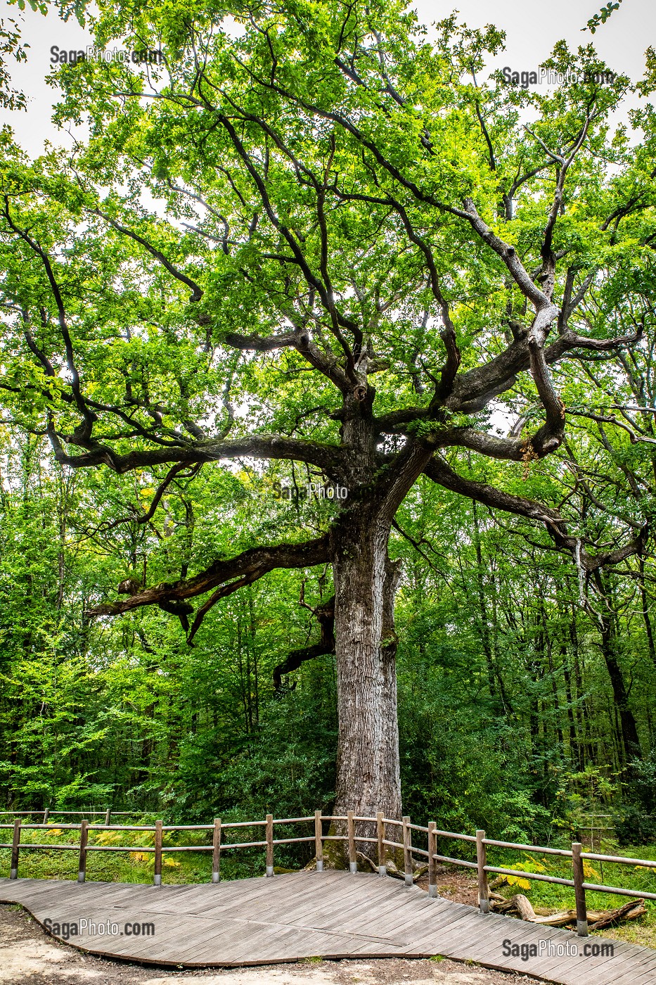 CHENE DES HINDRES, ARBRE REMARQUABLE, PLUSIEURS FOIS CENTENAIRE, FORET DE BROCELIANDE, PAIMPONT (35), BRETAGNE, FRANCE 