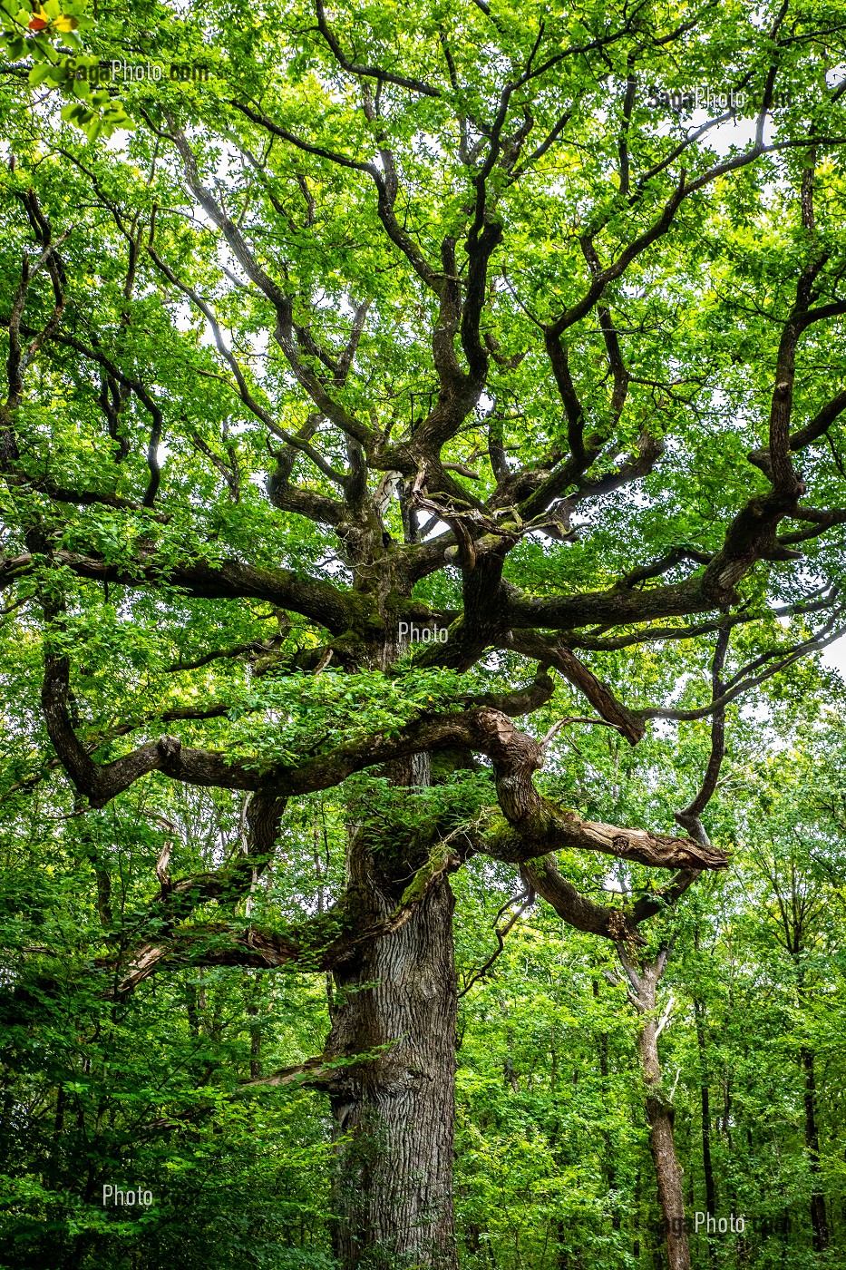 CHENE DES HINDRES, ARBRE REMARQUABLE, PLUSIEURS FOIS CENTENAIRE, FORET DE BROCELIANDE, PAIMPONT (35), BRETAGNE, FRANCE 