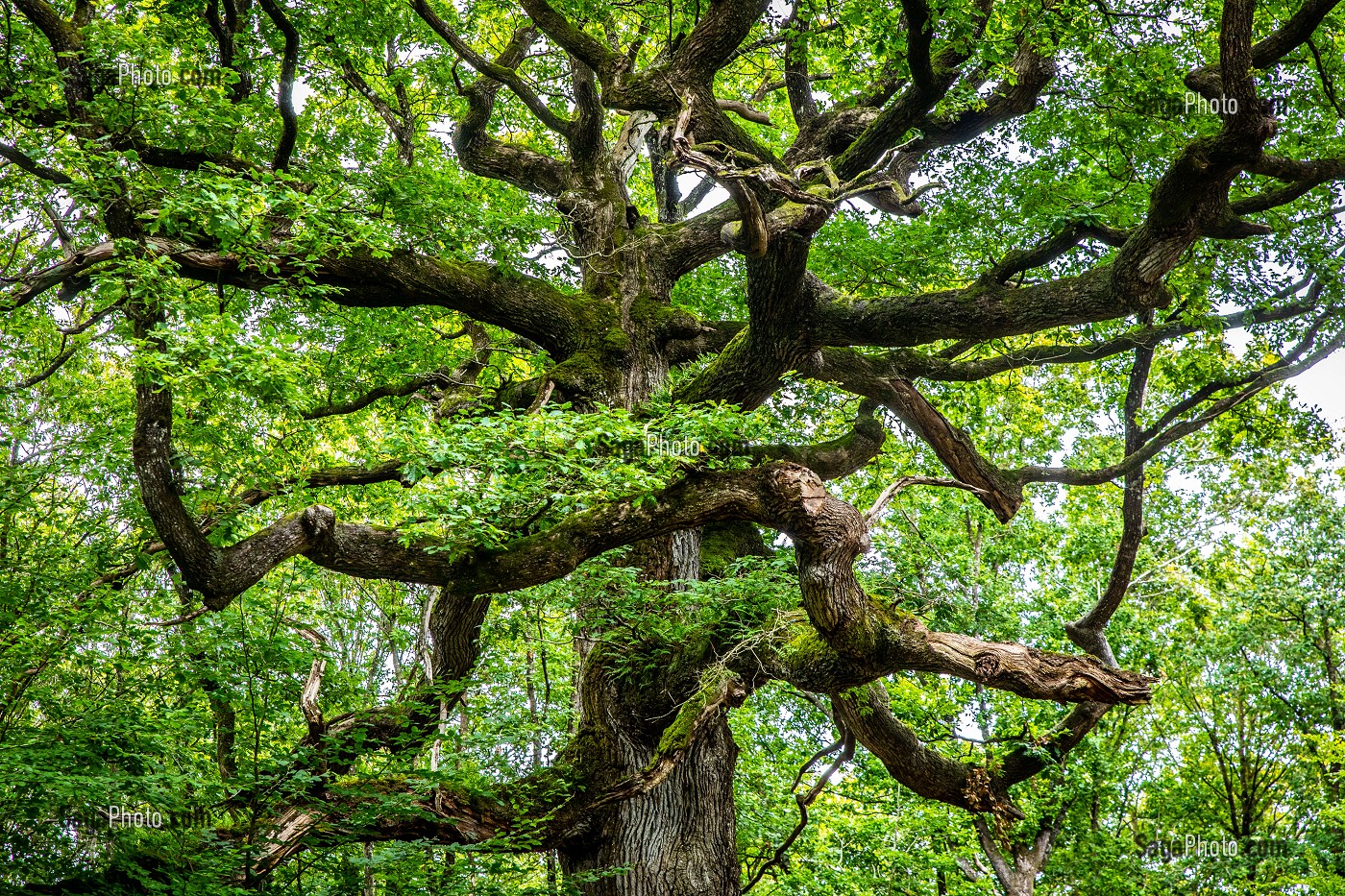 CHENE DES HINDRES, ARBRE REMARQUABLE, PLUSIEURS FOIS CENTENAIRE, FORET DE BROCELIANDE, PAIMPONT (35), BRETAGNE, FRANCE 