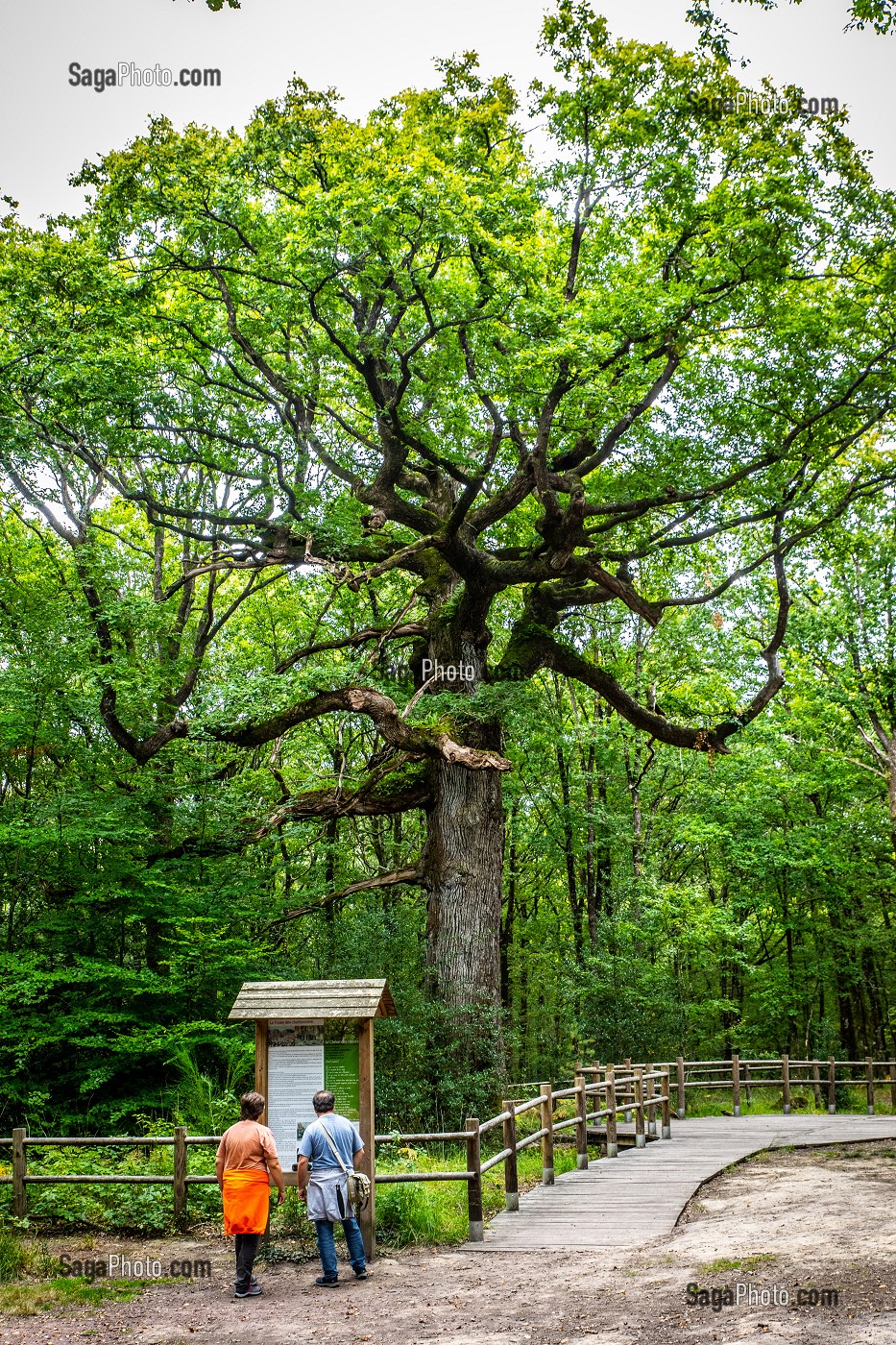 CHENE DES HINDRES, ARBRE REMARQUABLE, PLUSIEURS FOIS CENTENAIRE, FORET DE BROCELIANDE, PAIMPONT (35), BRETAGNE, FRANCE 