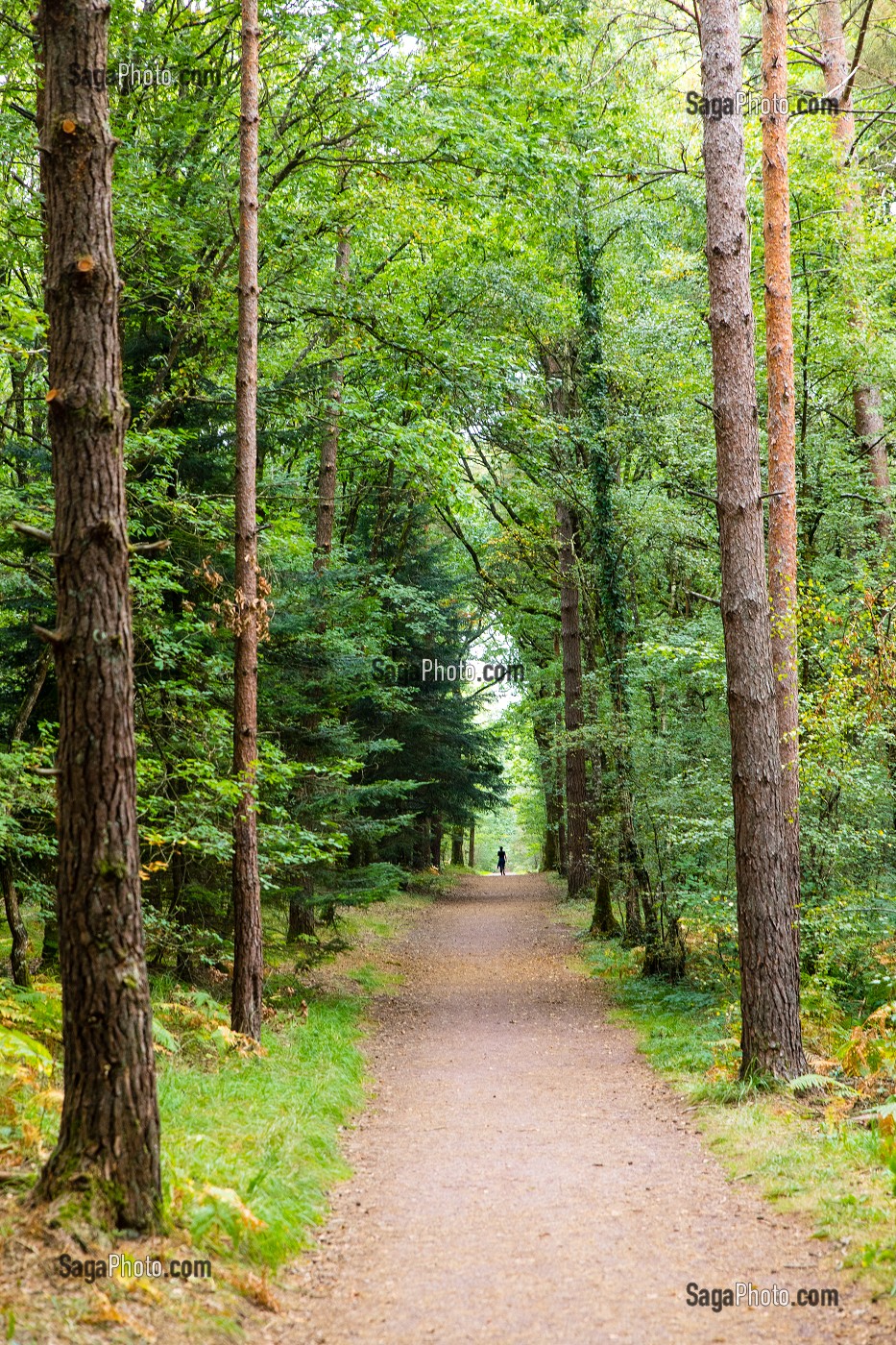 FORET DE BROCELIANDE, PAIMPONT (35), BRETAGNE, FRANCE 