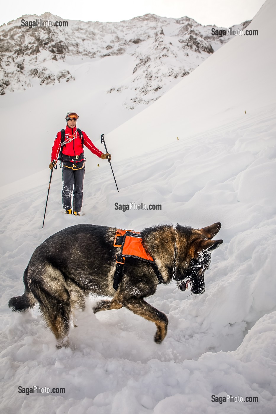 BINOME MAITRE-CHIEN D'AVALANCHE DE RECHERCHE DE VICTIME DANS UNE AVALANCHE, EXERCICE NATIONAL SAPEURS-POMPIERS DE SECOURS EN AVALANCHE, COL DU LAUTARET, HAUTES ALPES (05) 