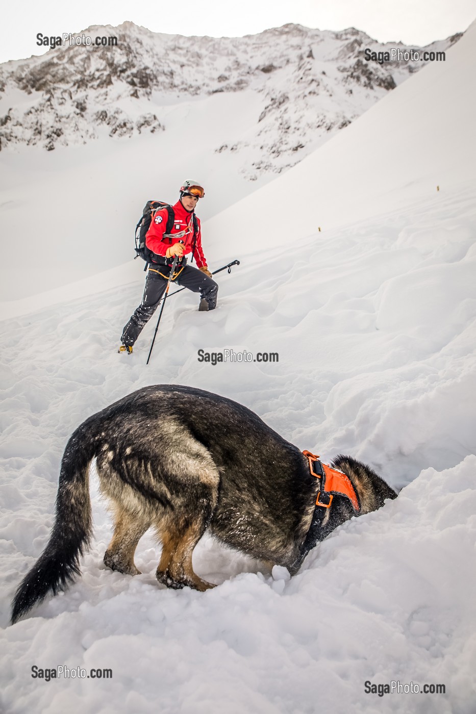 BINOME MAITRE-CHIEN D'AVALANCHE DE RECHERCHE DE VICTIME DANS UNE AVALANCHE, EXERCICE NATIONAL SAPEURS-POMPIERS DE SECOURS EN AVALANCHE, COL DU LAUTARET, HAUTES ALPES (05) 