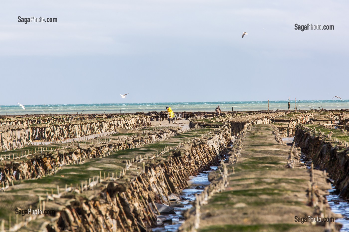 PARCS A HUITRES, CANCALE, ILLE-ET-VILAINE 