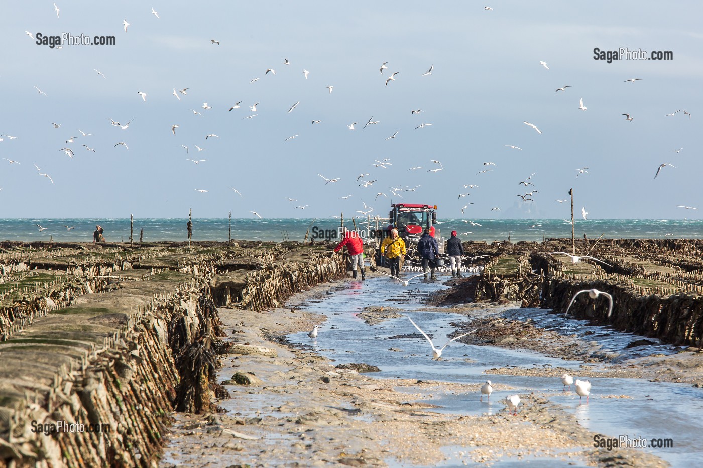 PARCS A HUITRES, CANCALE, ILLE-ET-VILAINE 