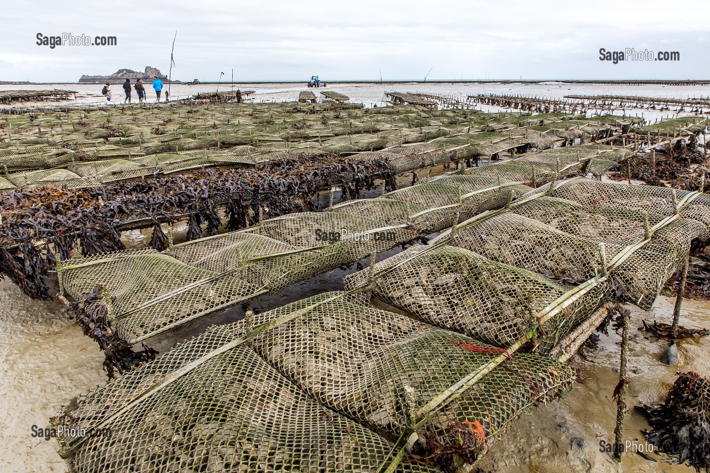 PARCS A HUITRES, CANCALE, ILLE-ET-VILAINE 